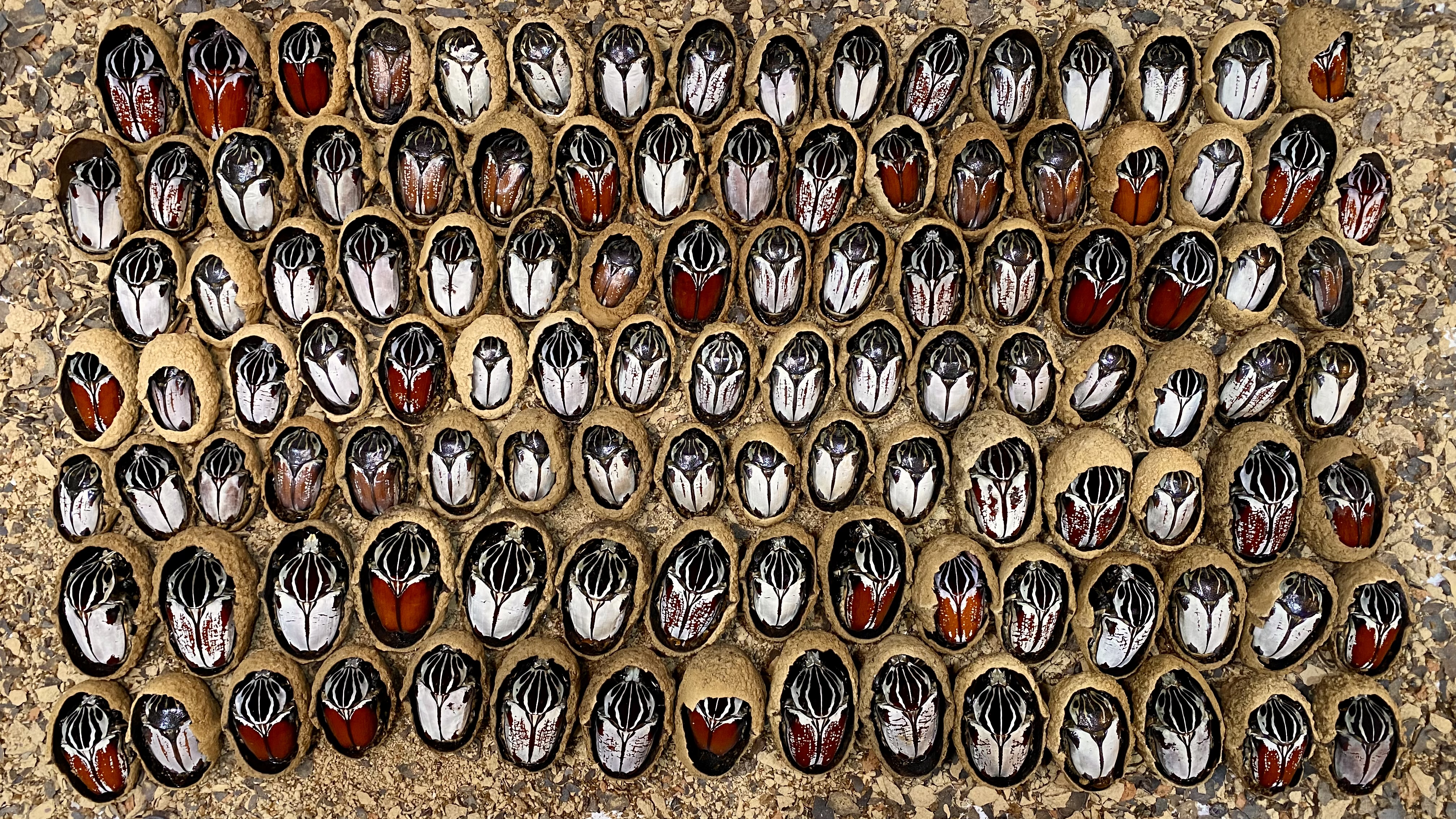 Goliathus sp.